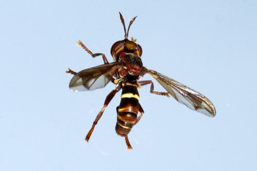 Conops vesicularis